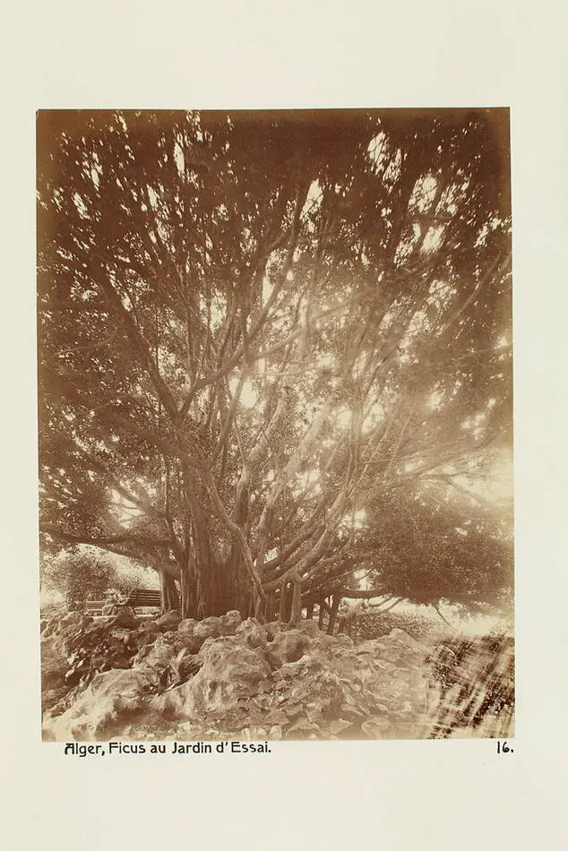 Bild på Fotografi. Fikus i Jardin d´Essai. Alger, Algeriet.