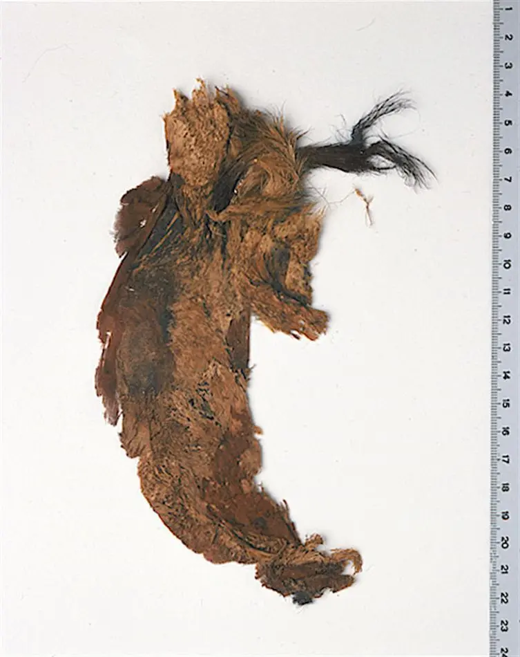 Bild på Fragment, Fragment, B:5, mantel med päls, Mantel, Päls