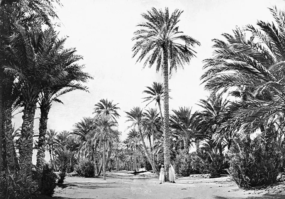 Fotografi. Jardin du vieux Biskra. Algeriet.