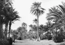 Fotografi. Jardin du vieux Biskra. Algeriet.