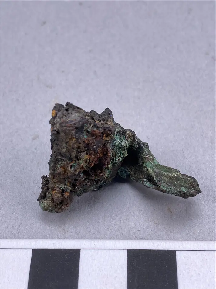 Näbbfibula