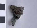 Näbbfibula