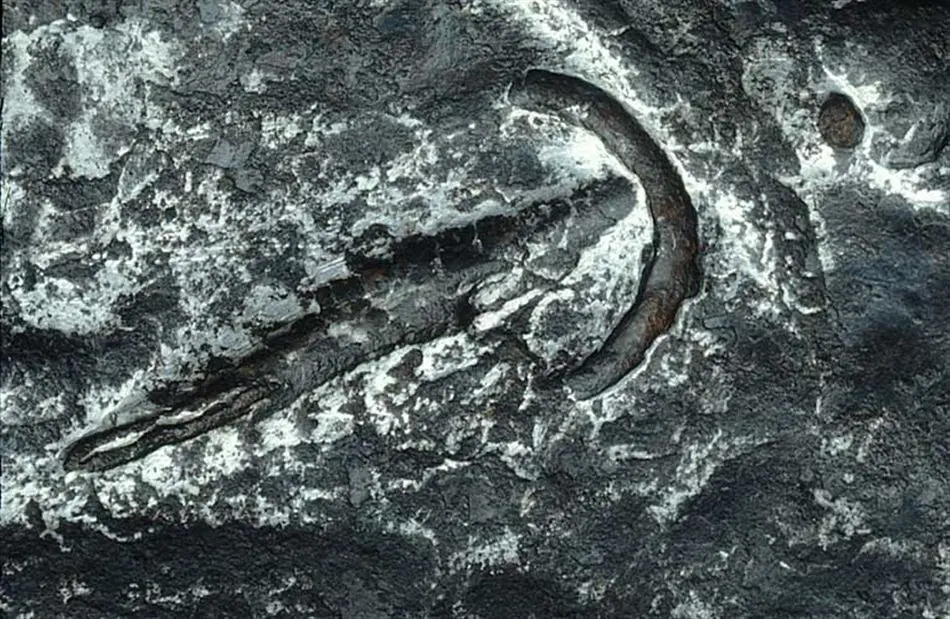 Sköld till Erik XIV:s paradrustning.