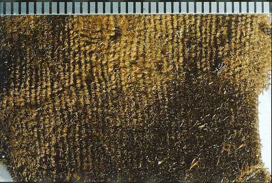 Bild på Sammet, Fragment