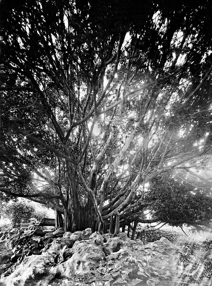 Fotografi. Fikus i Jardin d´Essai. Alger, Algeriet.
