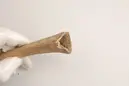 Flöjt