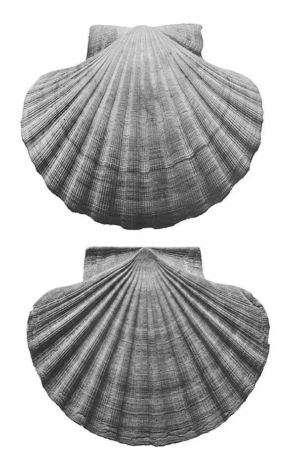 Bild på Pecten Maximus Linné