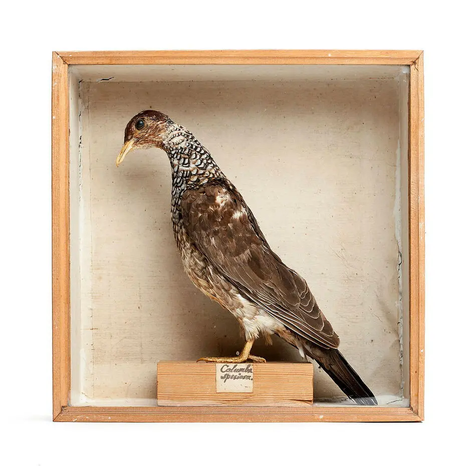 Bild på Sköldduva, Columba speciosa.