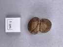 Hänge