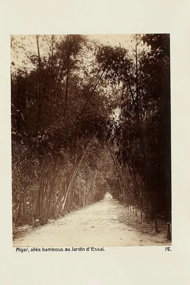 Bild på Fotografi. Bambuallé i Jardin d´Essai. Alger, Algeriet.