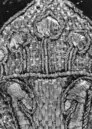 Ett av två utstlag (6048-6049) till drottning Kristinas kröningskaross med trofémotiv, Paris 1650.
