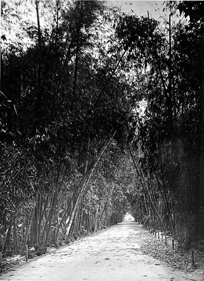 Fotografi. Bambuallé i Jardin d´Essai. Alger, Algeriet.