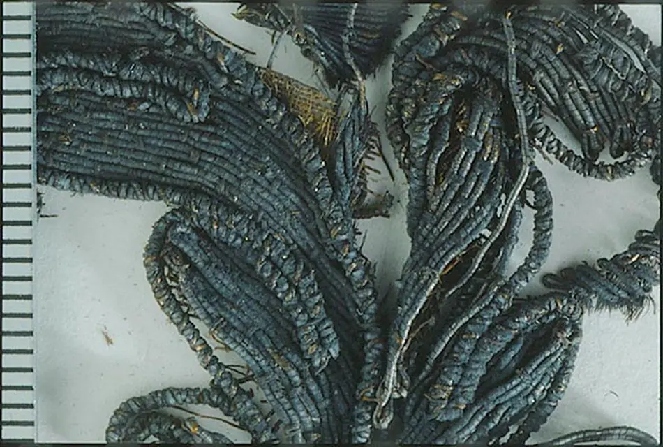 Bild på Fragment, Fragment, A:9, praktdräkten, applikationsbroderi av metalltråd, Dräkt, Broderi