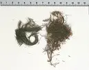 Fragment från Kristinas grav i Peterskyrkan i Rom.