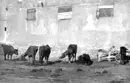Fotografi. Bufflar i Port Said, Egypten.