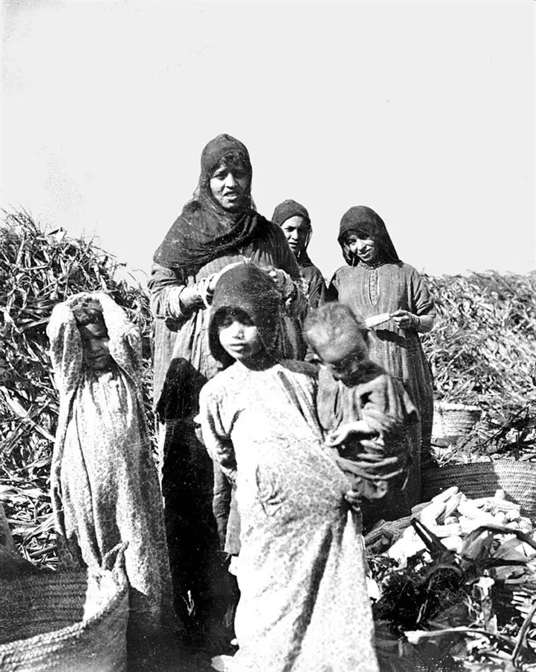 Fotografi. Majsskörd på vägen till Giza. Kairo, Egypten.