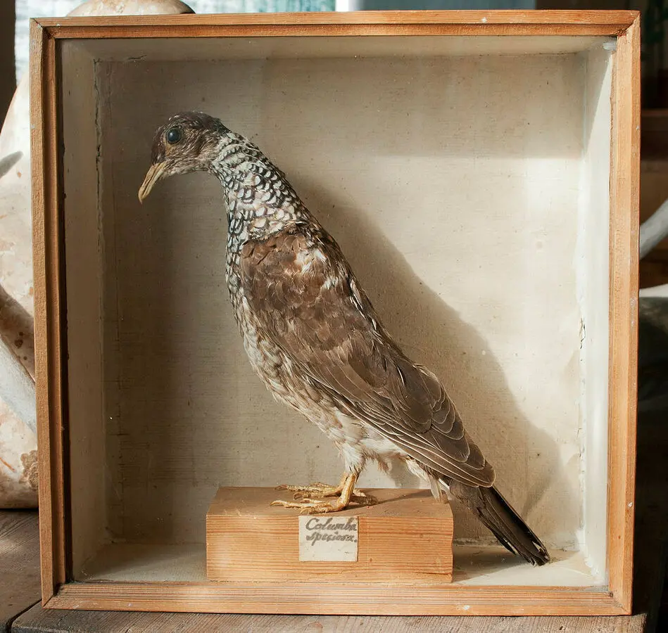 Sköldduva, Columba speciosa.