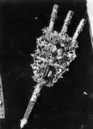 Plymhållare, s.k. ägrett, till Karl IX:s kröningshäst, tillverkad av guldsmeden Ruprecht Miller, Stockholm 1606-1607.