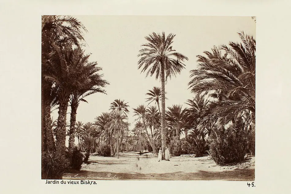 Bild på Fotografi. Jardin du vieux Biskra. Algeriet.