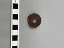 Sländtrissa